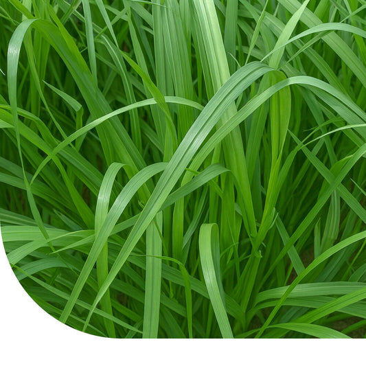 Italiaans Raaigras - Lolium Multiflorum
