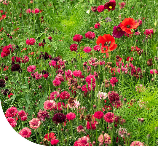  Zomerbloemen Rode Tinten Mix