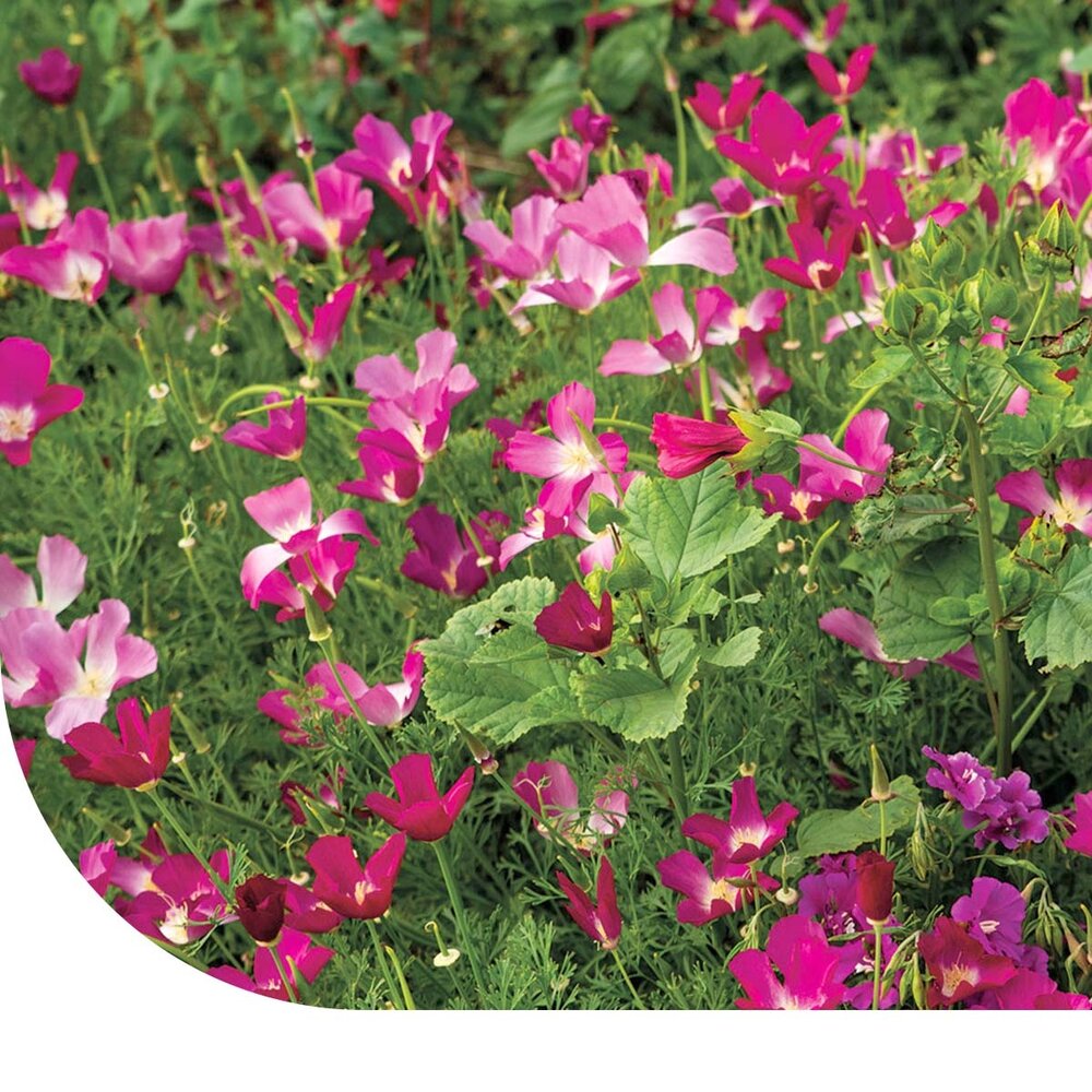  Zomerbloemen Paarse Tinten Mix
