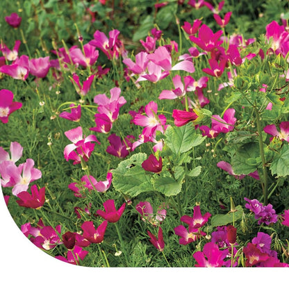  Zomerbloemen Paarse Tinten Mix