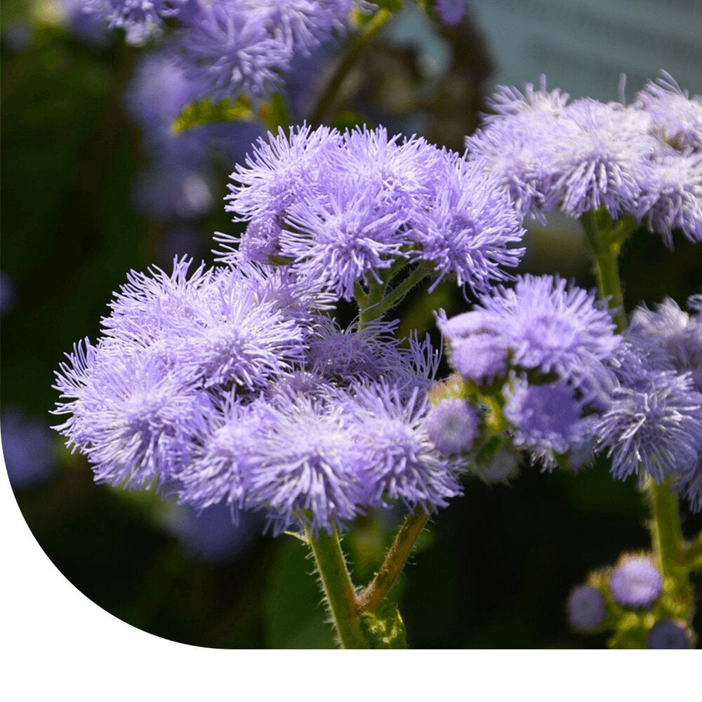  Mexicaantje - Ageratum Houstonianum Mix