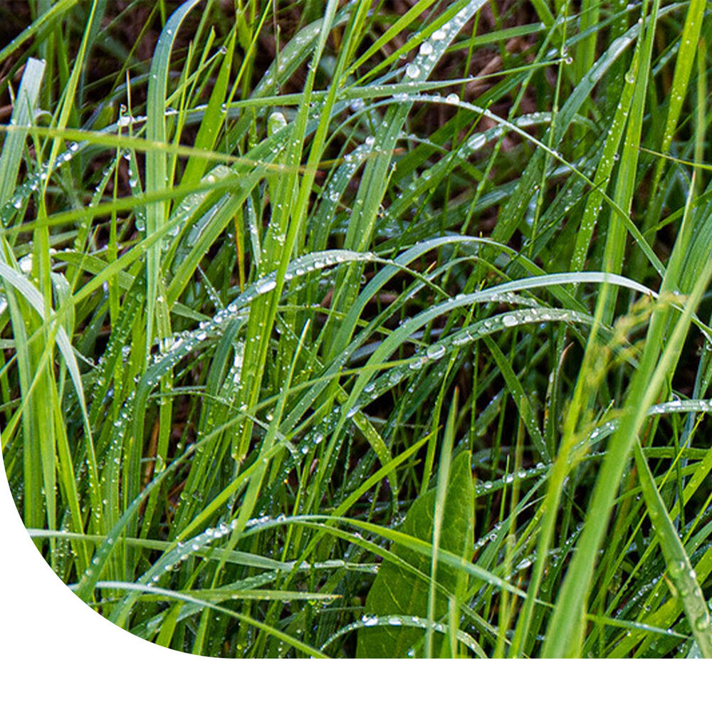  Westerwolds Raaigras - Lolium Westerwoldicum