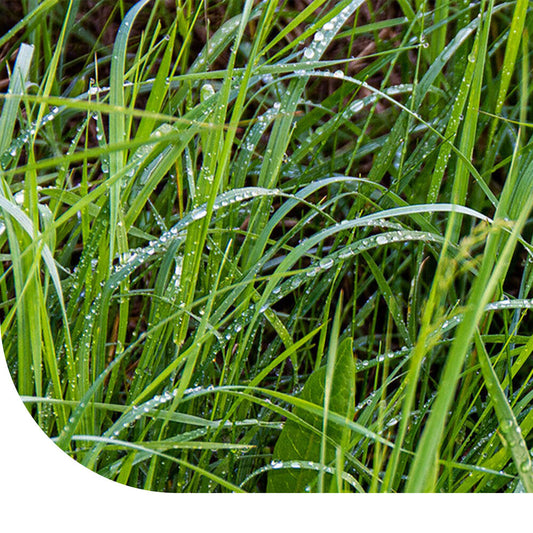  Westerwolds Raaigras - Lolium Westerwoldicum