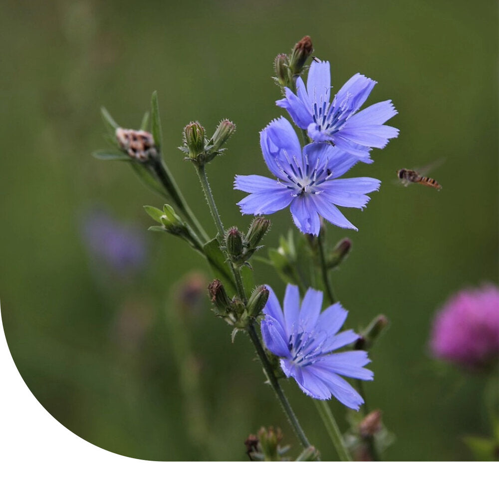  Cichorei ‘Choice’ - Cichorium