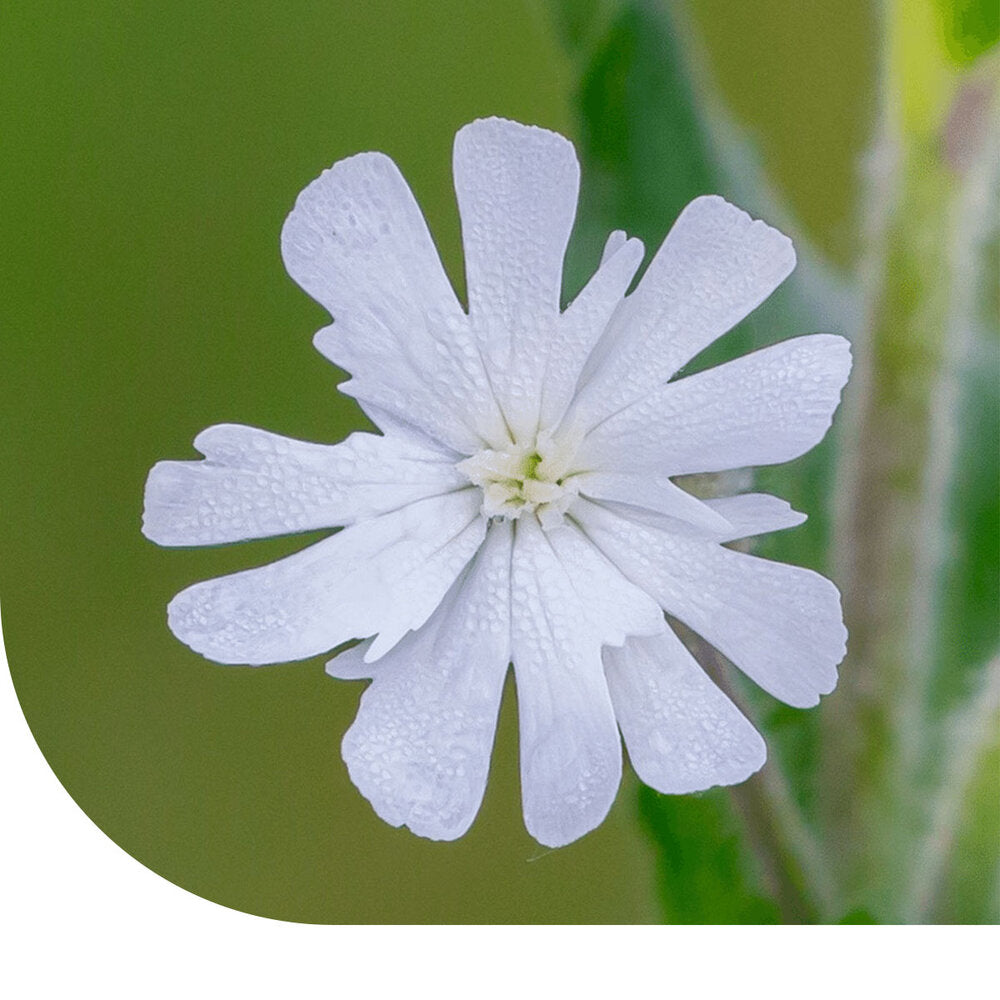  Avondkoekoeksbloem - Silene Latifolia