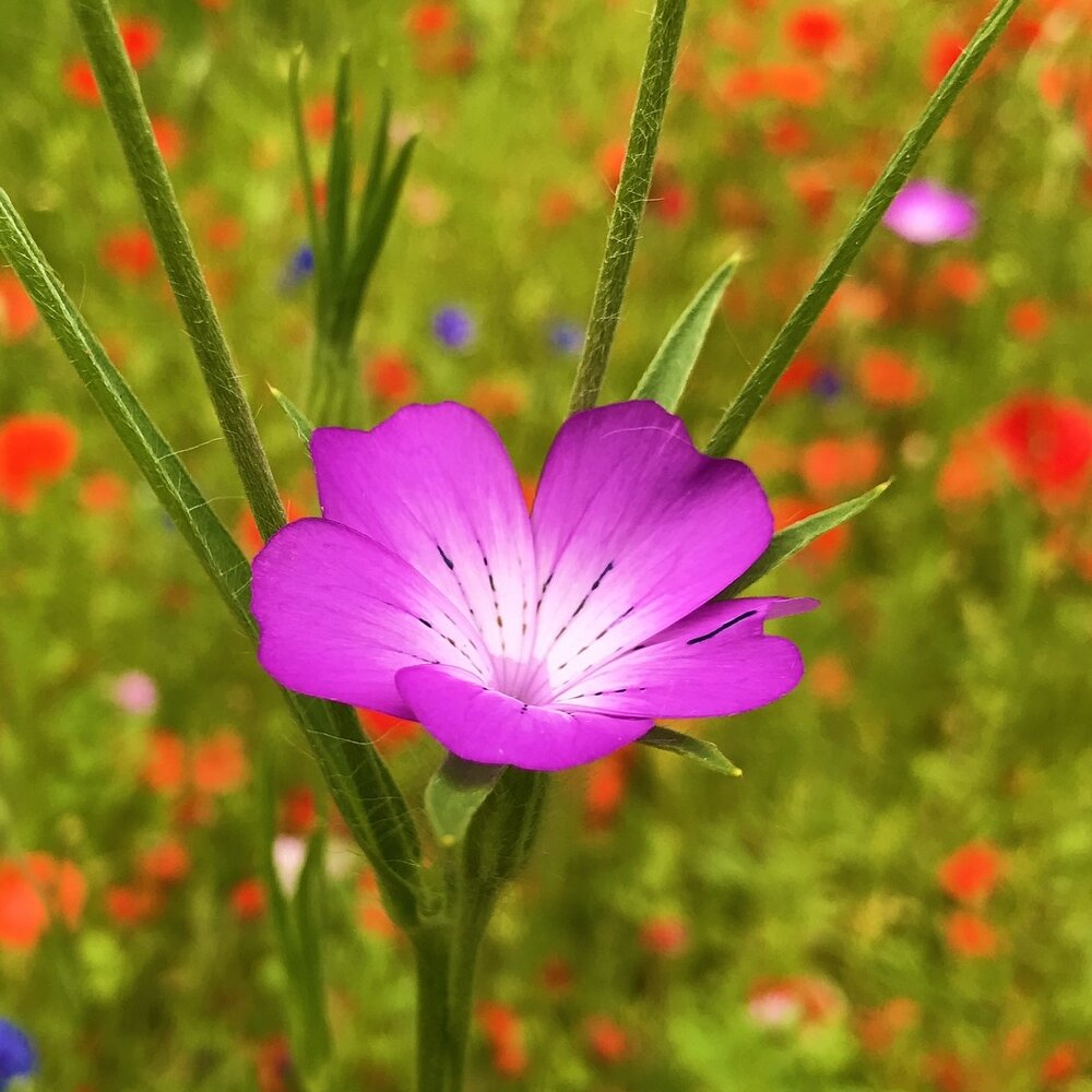  Akkerflora 10-tal
