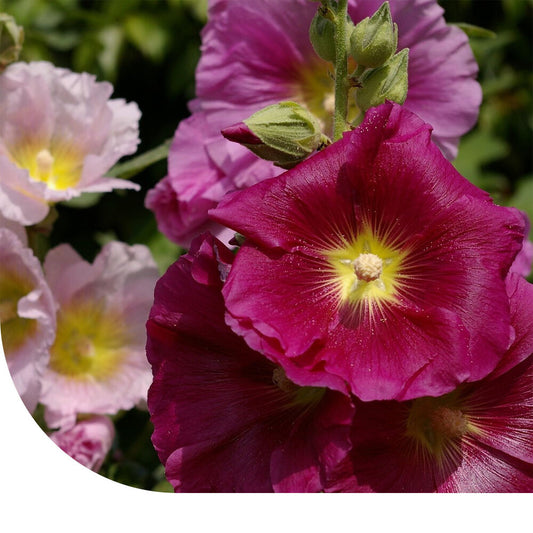  Stokroos 'Summer Carnival' -Alcea Rosea