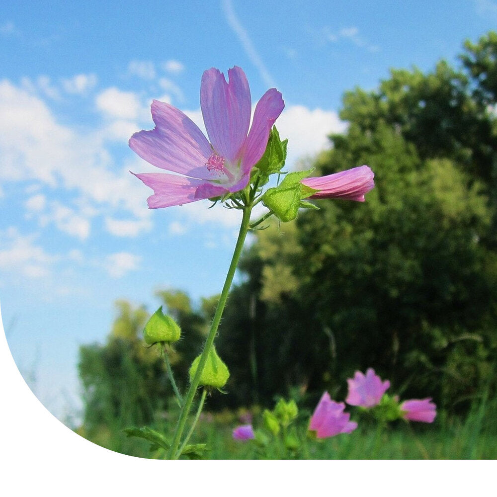  Muskuskaasjeskruid - Malva Moschata