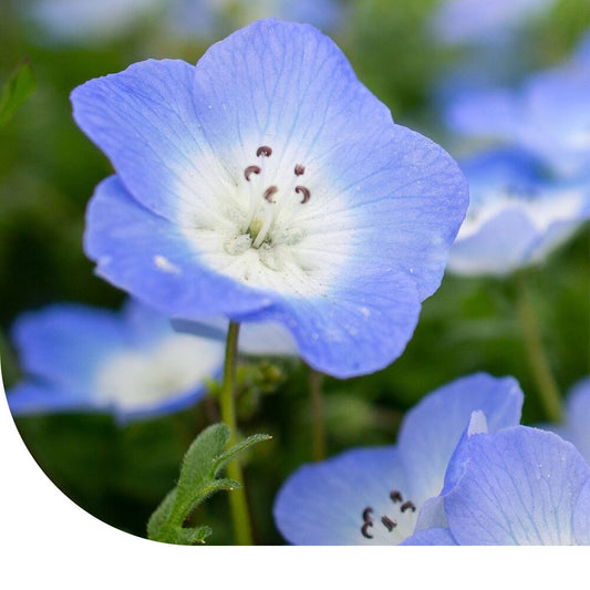  Bosliefje'Baby Blue Eyes'- Nemophila Insignis