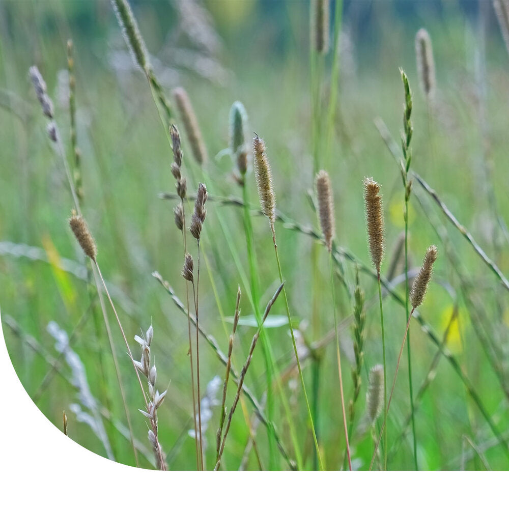  Timotheegras - Phleum Pratense