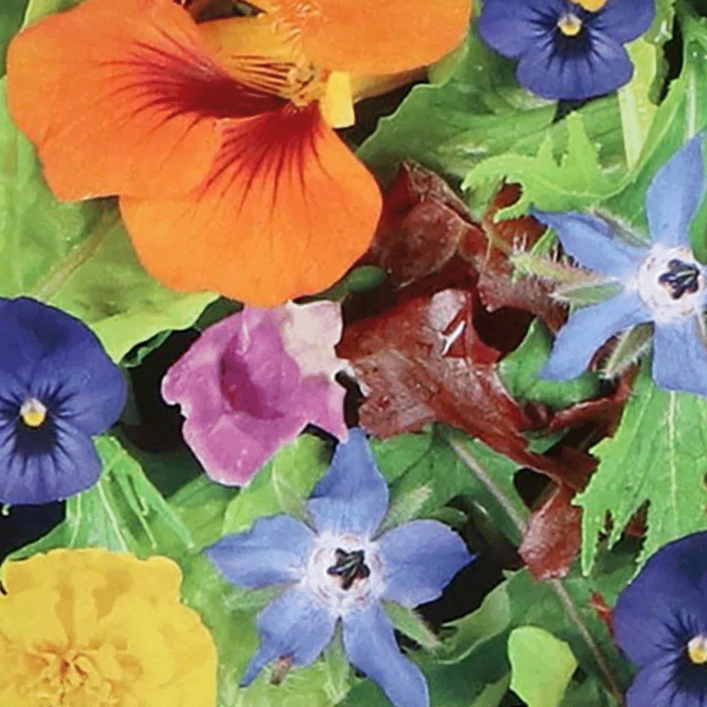  Eetbare Bloemen Mix