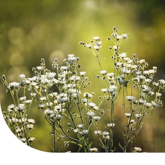  Gipskruid - Gypsophila Elegans