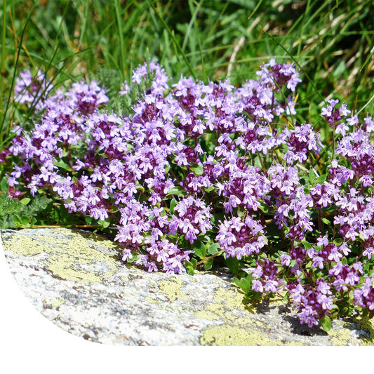  Kleine Tijm - Thymus Serpyllum