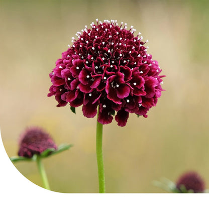  Duifkruid Gemengd - Scabiosa Atropurpurea