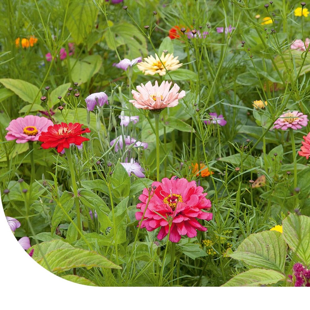  Snijbloemenmengsel 1-jarig