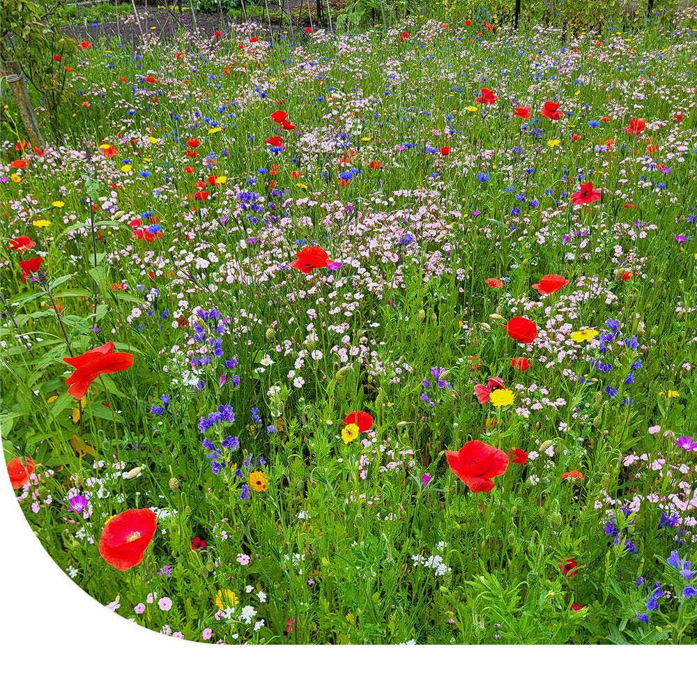  Bloemenweide Met Graszaad