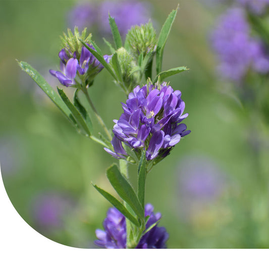  Luzerne - Medicago Sativa