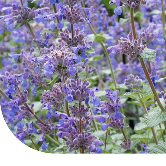  Wild Kattenkruid- Nepeta Cataria