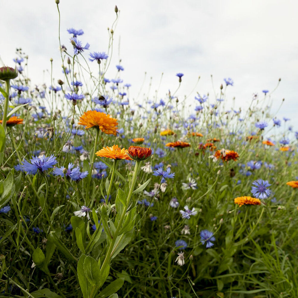  Rotstuinen Bloemenmix1 Jarig