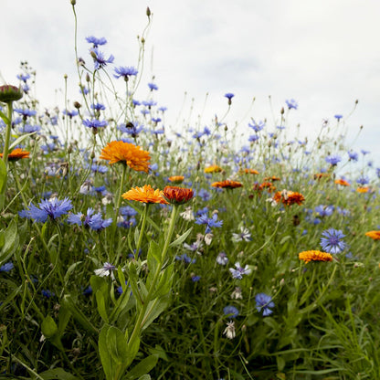  Rotstuinen Bloemenmix1 Jarig