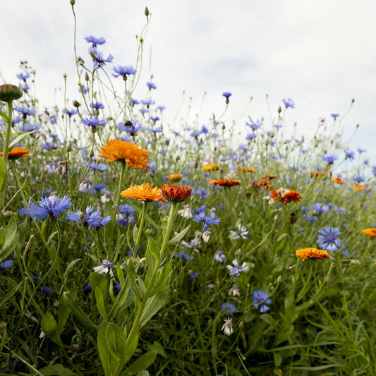  Rotstuinen Bloemenmix1 Jarig