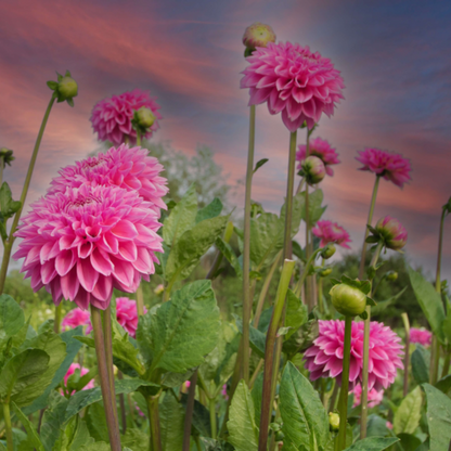  Dahlia Variabilis - Unwin's Hybride Gemengd