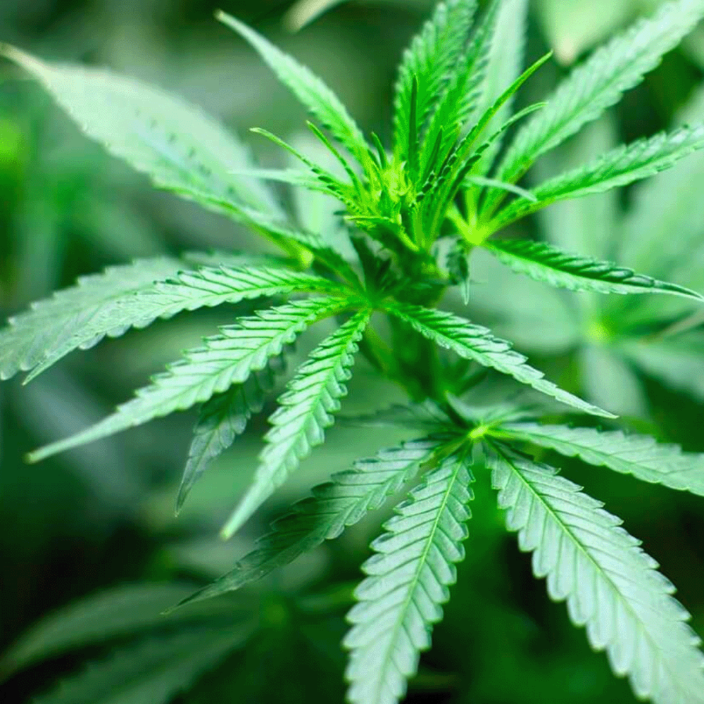  Vezelhennep - Cannabis Sativa L.