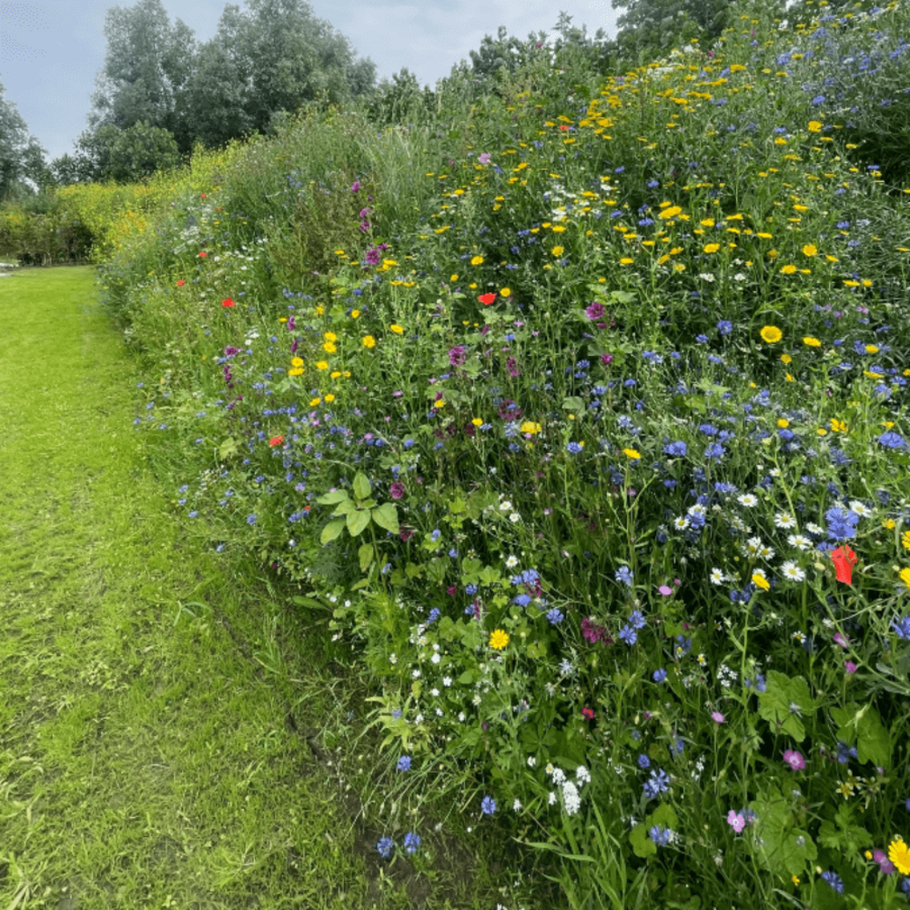 Bloemenmix Paardenweide