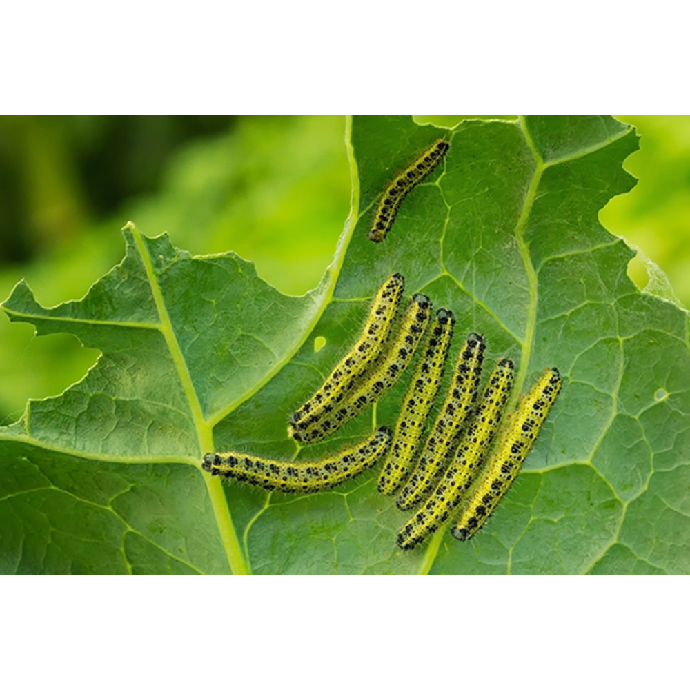 Ecostyle Aaltjes Tegen Rupsen