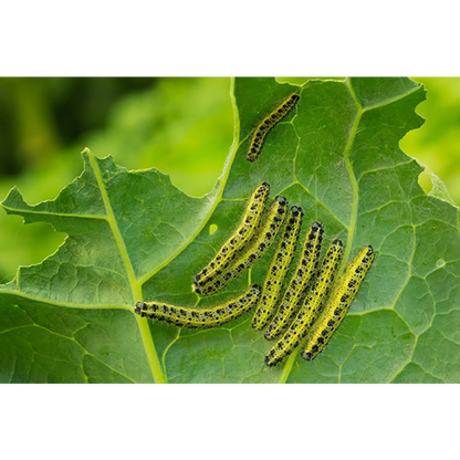 Ecostyle Aaltjes Tegen Rupsen