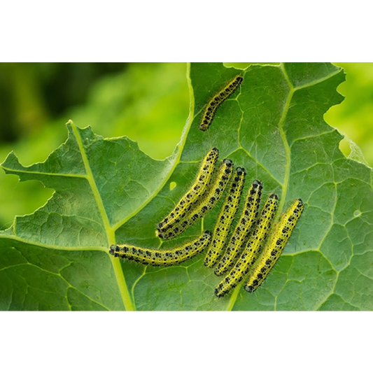 Ecostyle Aaltjes Tegen Rupsen