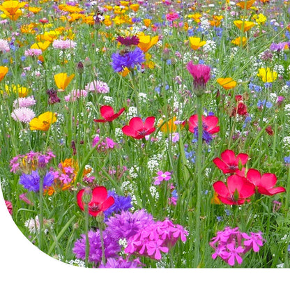  Bloemenweide Met Graszaad
