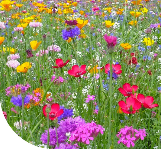  Bloemenweide Met Graszaad