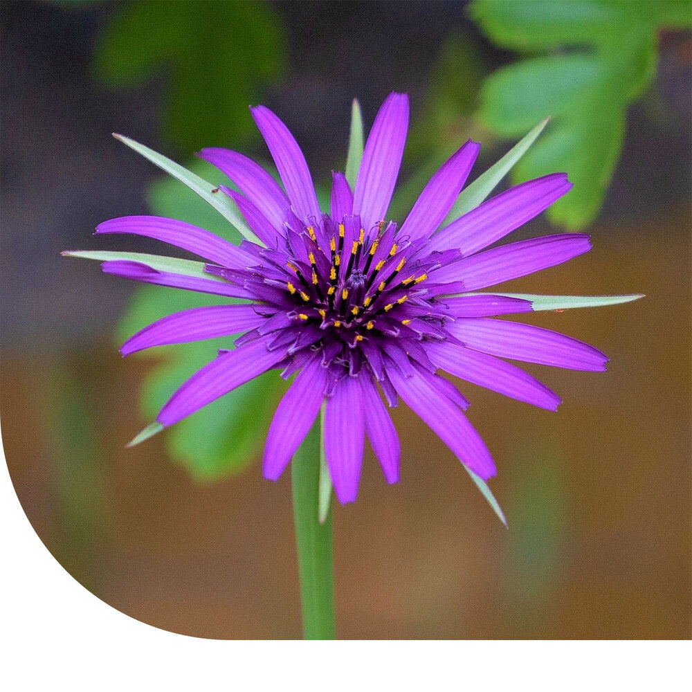  Paarse Morgenster 'Jerusalem Star' - Tragopogon Porrifolius