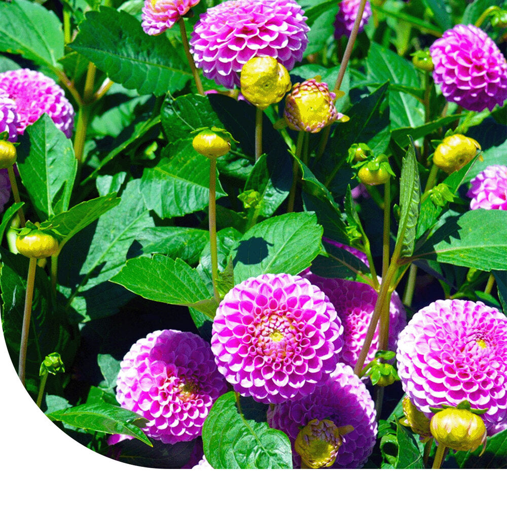  Dahlia Variabilis - Unwin's Hybride Gemengd