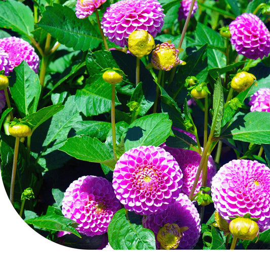  Dahlia Variabilis - Unwin's Hybride Gemengd