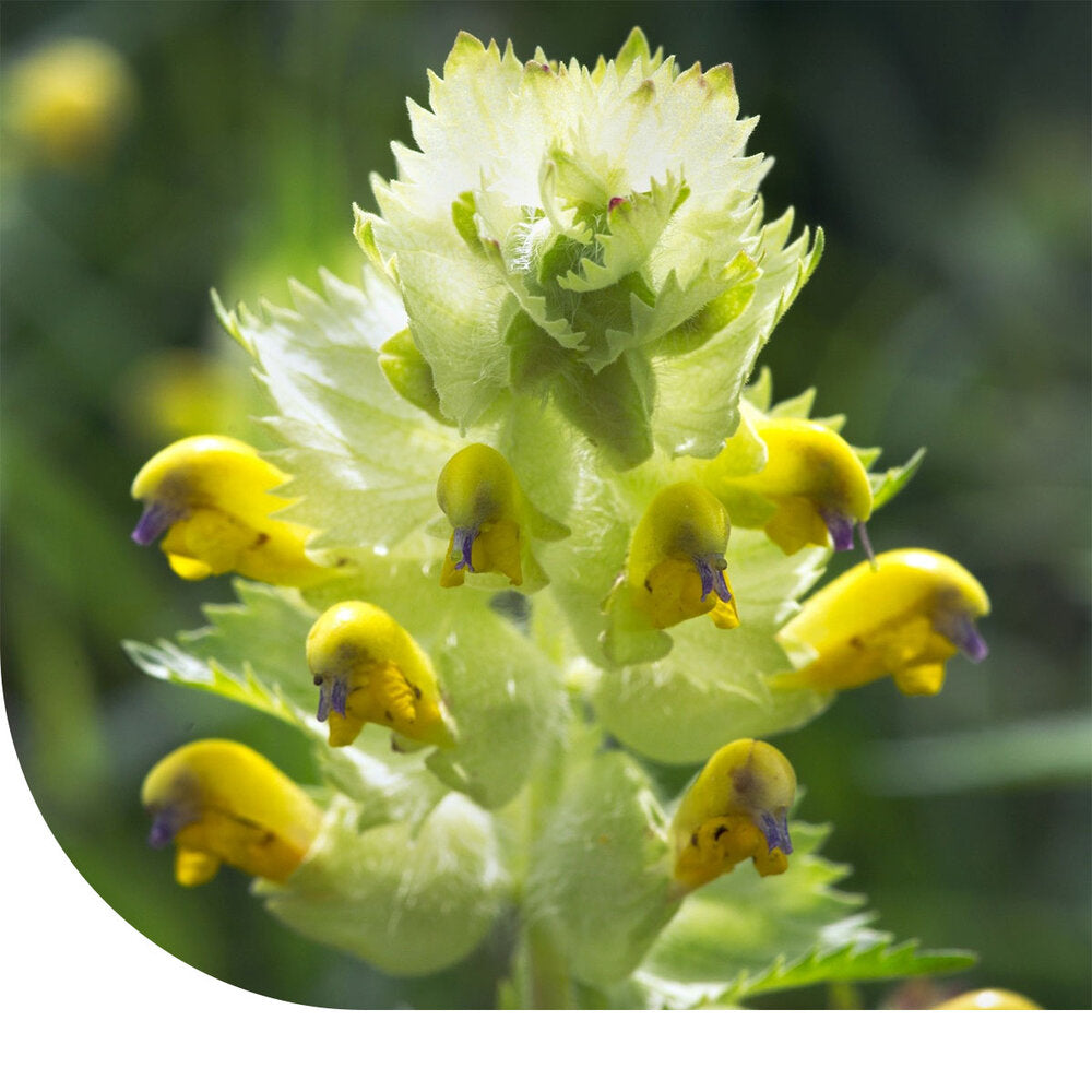  Kleine Ratelaar - Rhinanthus Minor