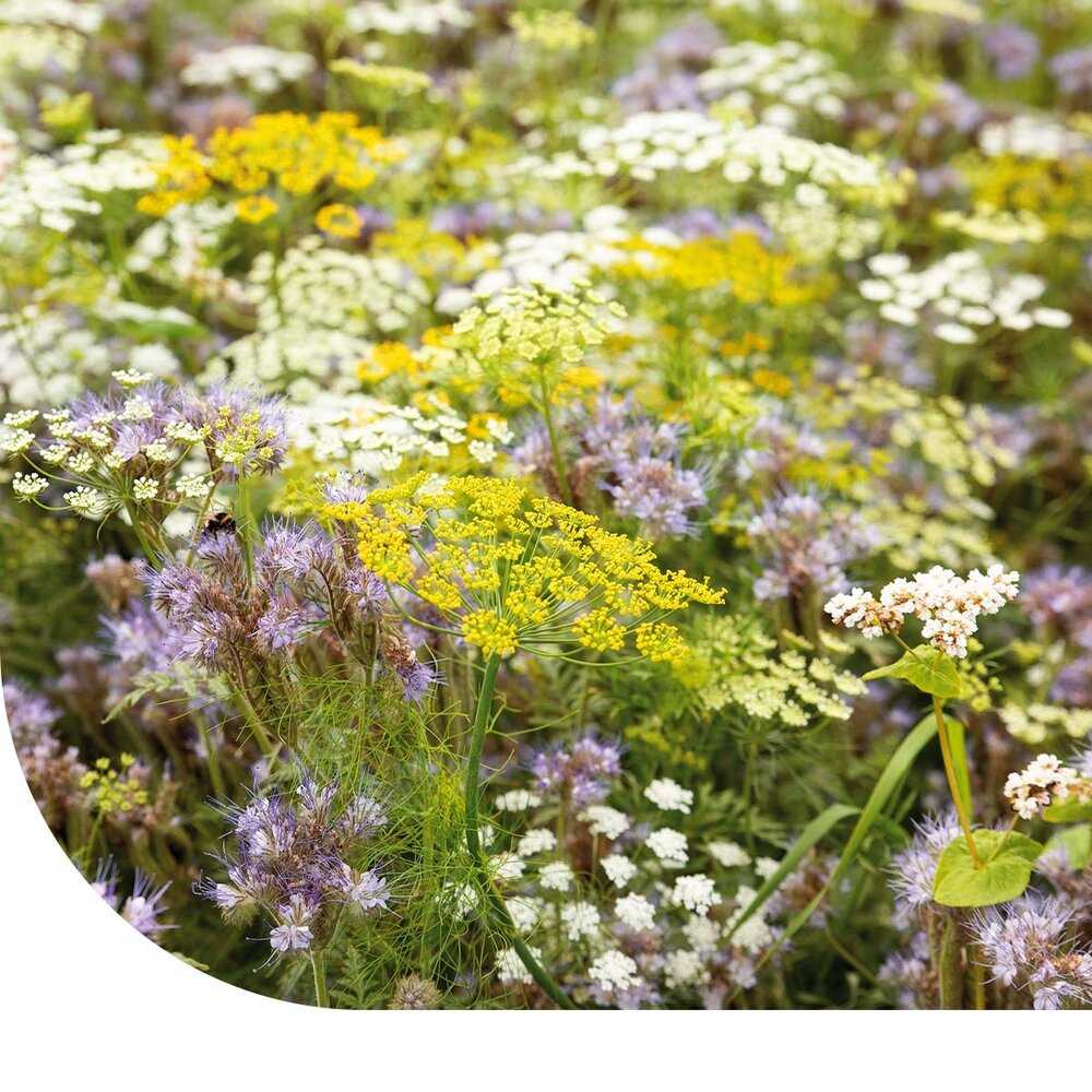  Bloemenmengsel Nuttige Insecten
