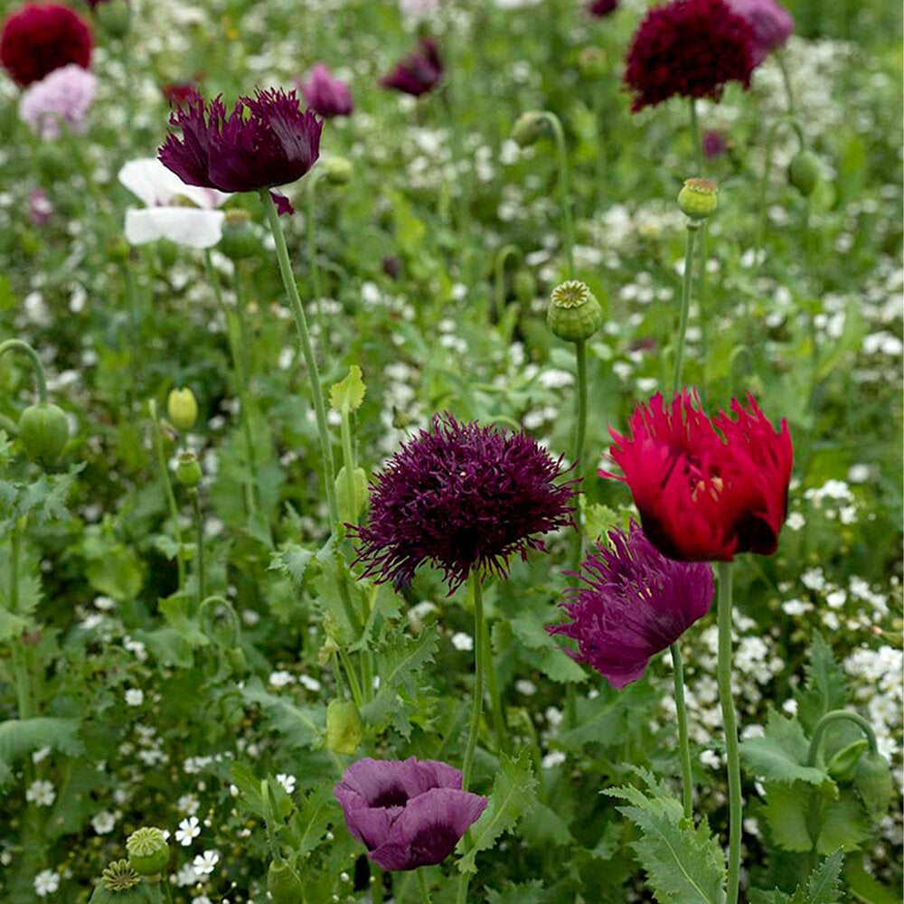  Droogbloemenmengsel- 21 Soorten