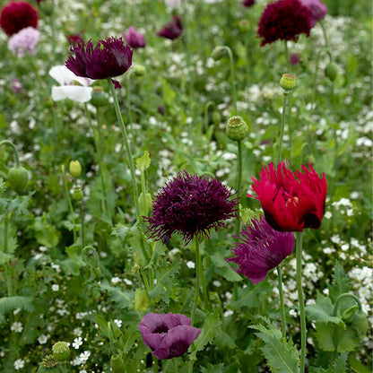  Droogbloemenmengsel- 21 Soorten