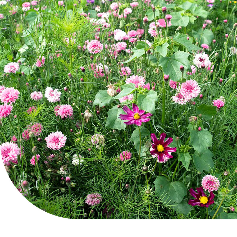 Zomerbloemen Roze Tinten Mix