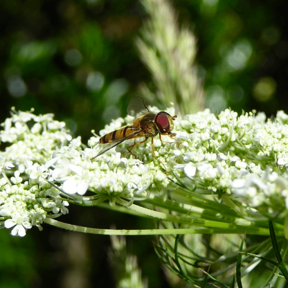 Groot Akkerscherm - Ammi Majus