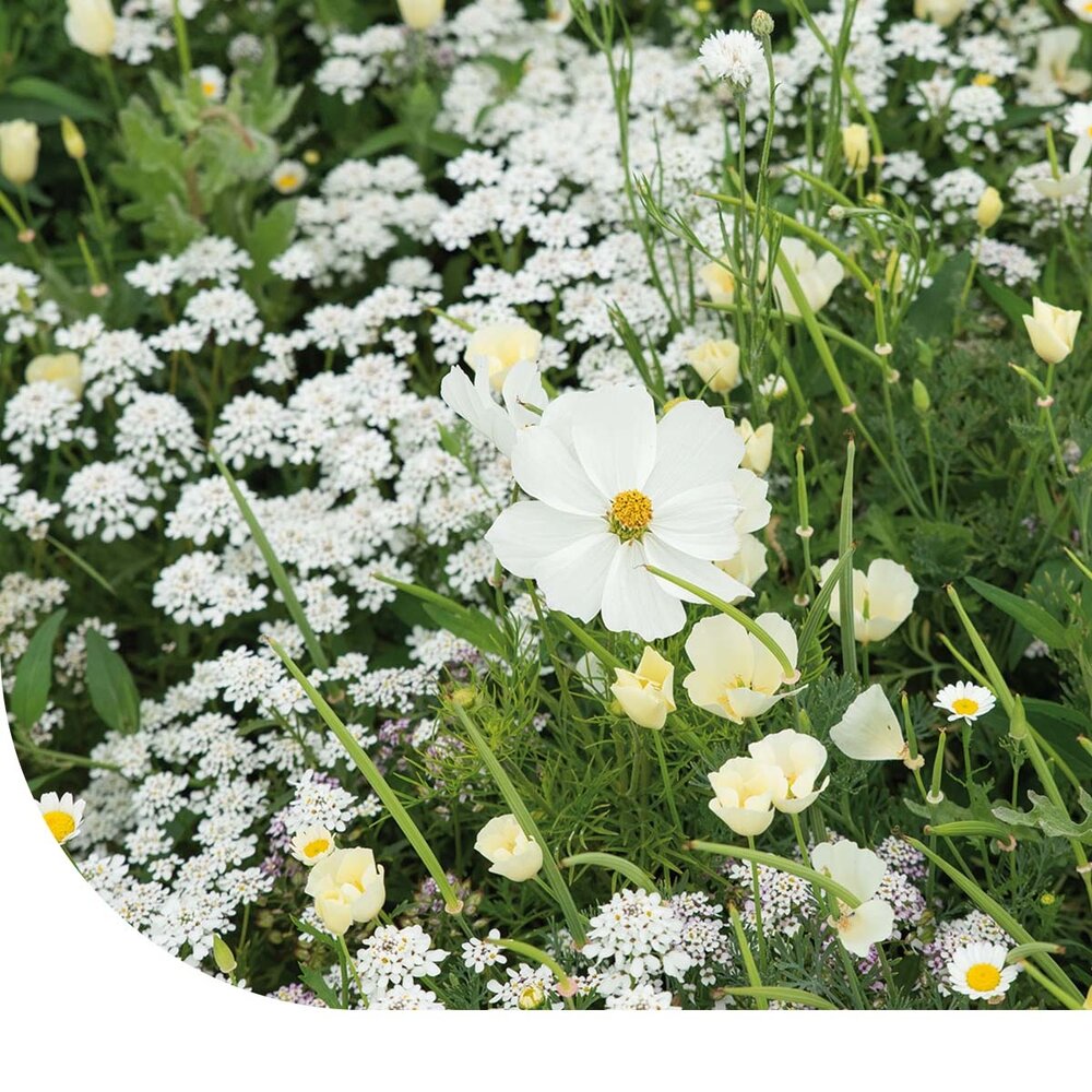 Zomerbloemen Witte Tinten Mix