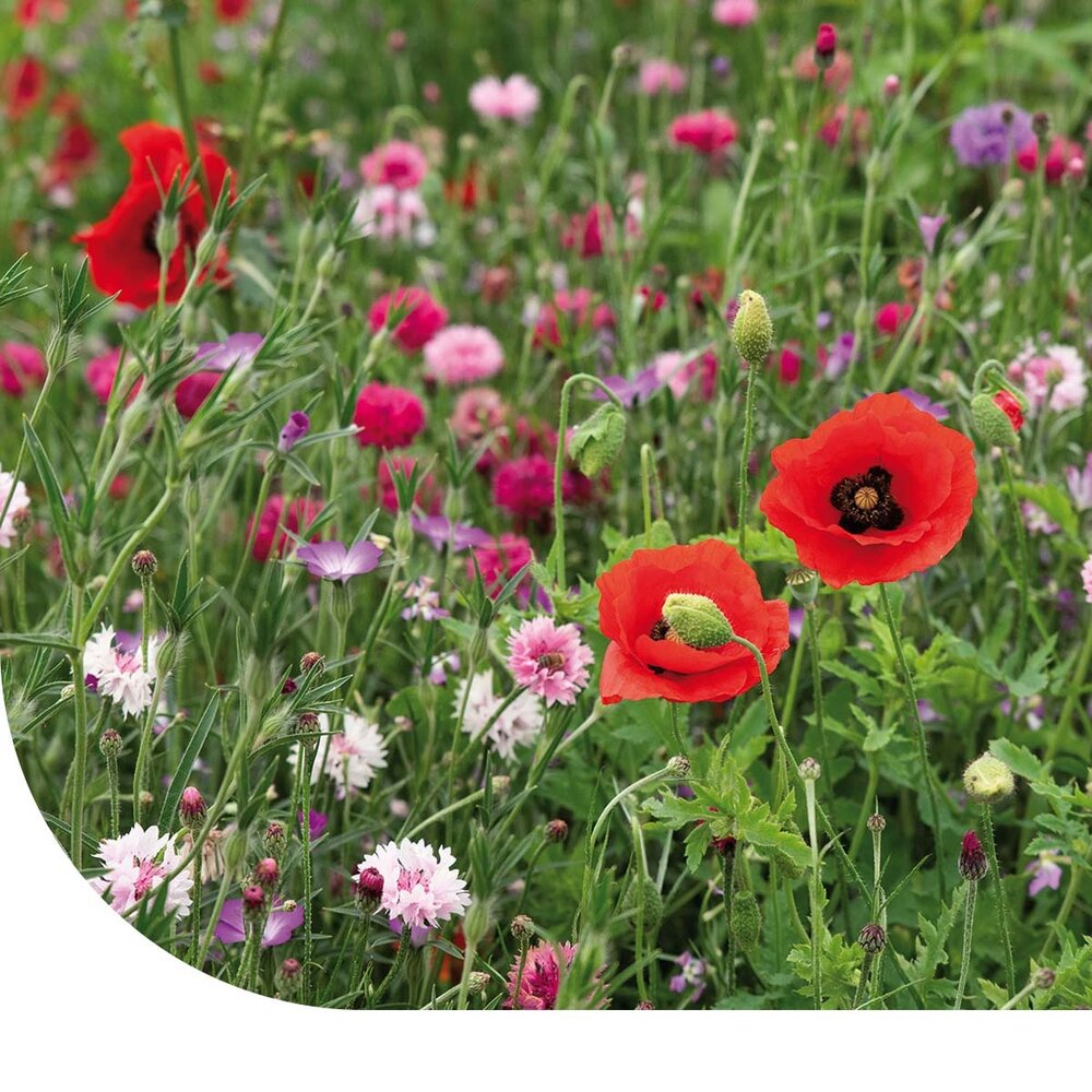  Zomerbloemen Roze & Rode Tinten Mix