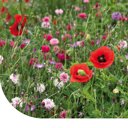  Zomerbloemen Roze & Rode Tinten Mix