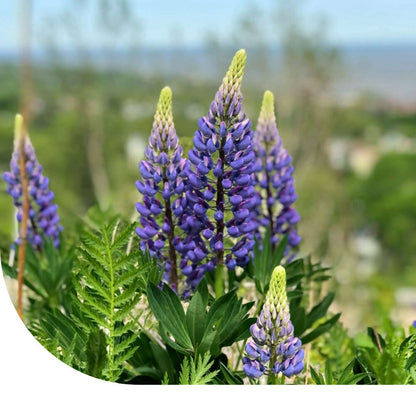  Blauwe Lupine - Lupinus Angustifolius