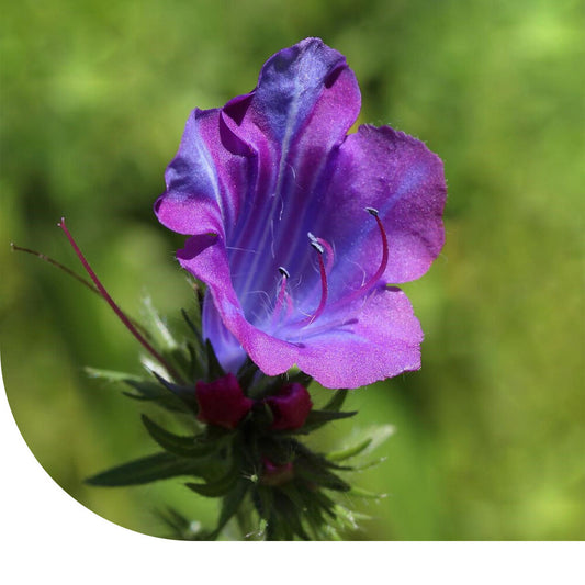  Weegbreeslangenkruid - Echium Plantagineum
