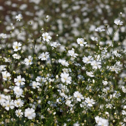  Gipskruid - Gypsophila Elegans