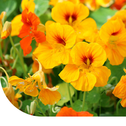  Oost-Indische Kers 'Glorious Gleam'