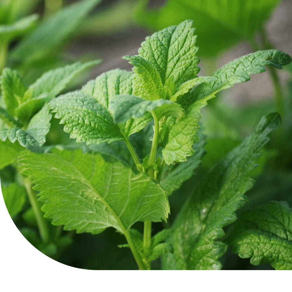  Kruizemunt - Mentha Spicata